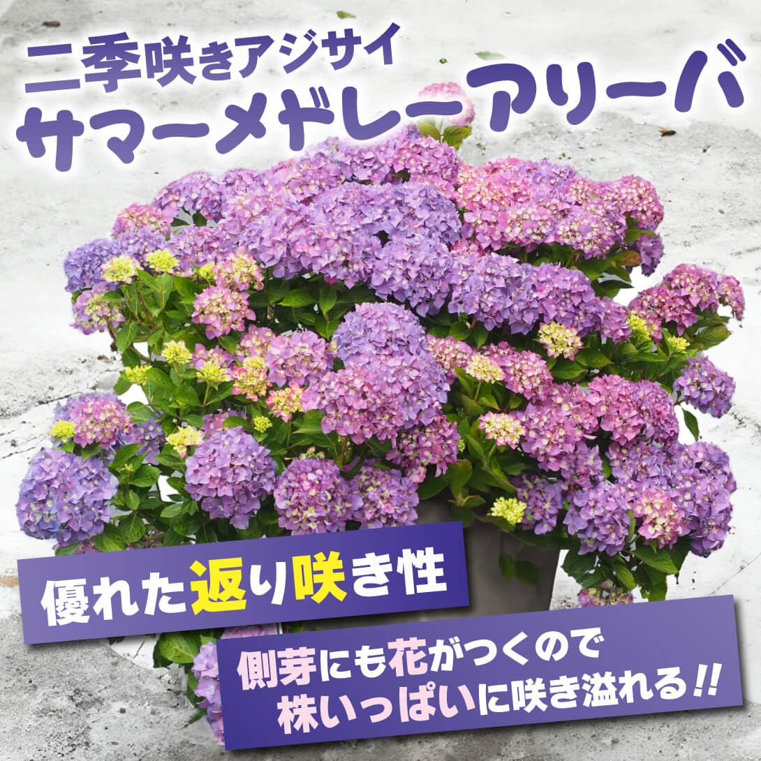 Amazon.co.jp: 花木苗 アジサイ サマーメドレー アリーバ 1株 / 国華園