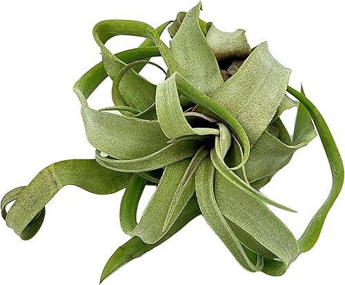 Miniatura 3 de Plantas de aire vivo  Tillandsia Streptophylla grande  2 unidades de 3 a 5 pulgadas  Ideal para regalos y regalos, plantas de interior vivas y