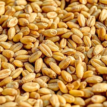 Minimalist 9 Grain Flour, Perfect for Baking and Cooking, Packaged in a Refillable Bag (4 Pound)