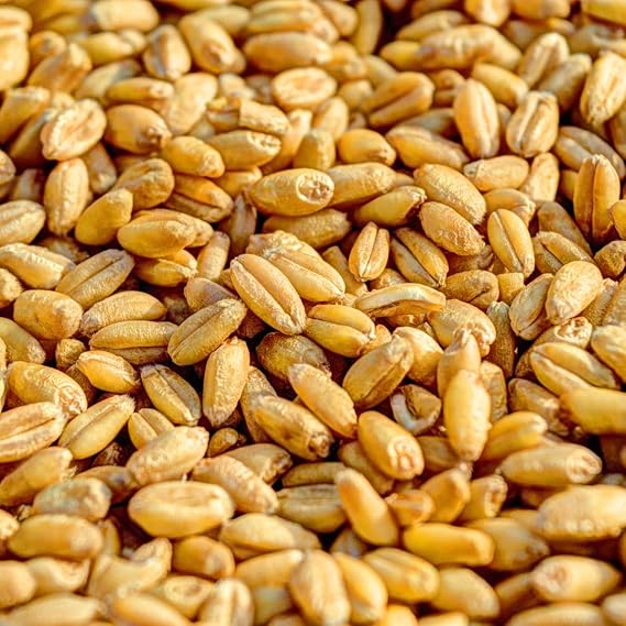 Minimalist 9 Grain Flour, Perfect for Baking and Cooking, Packaged in a Refillable Bag (4 Pound)