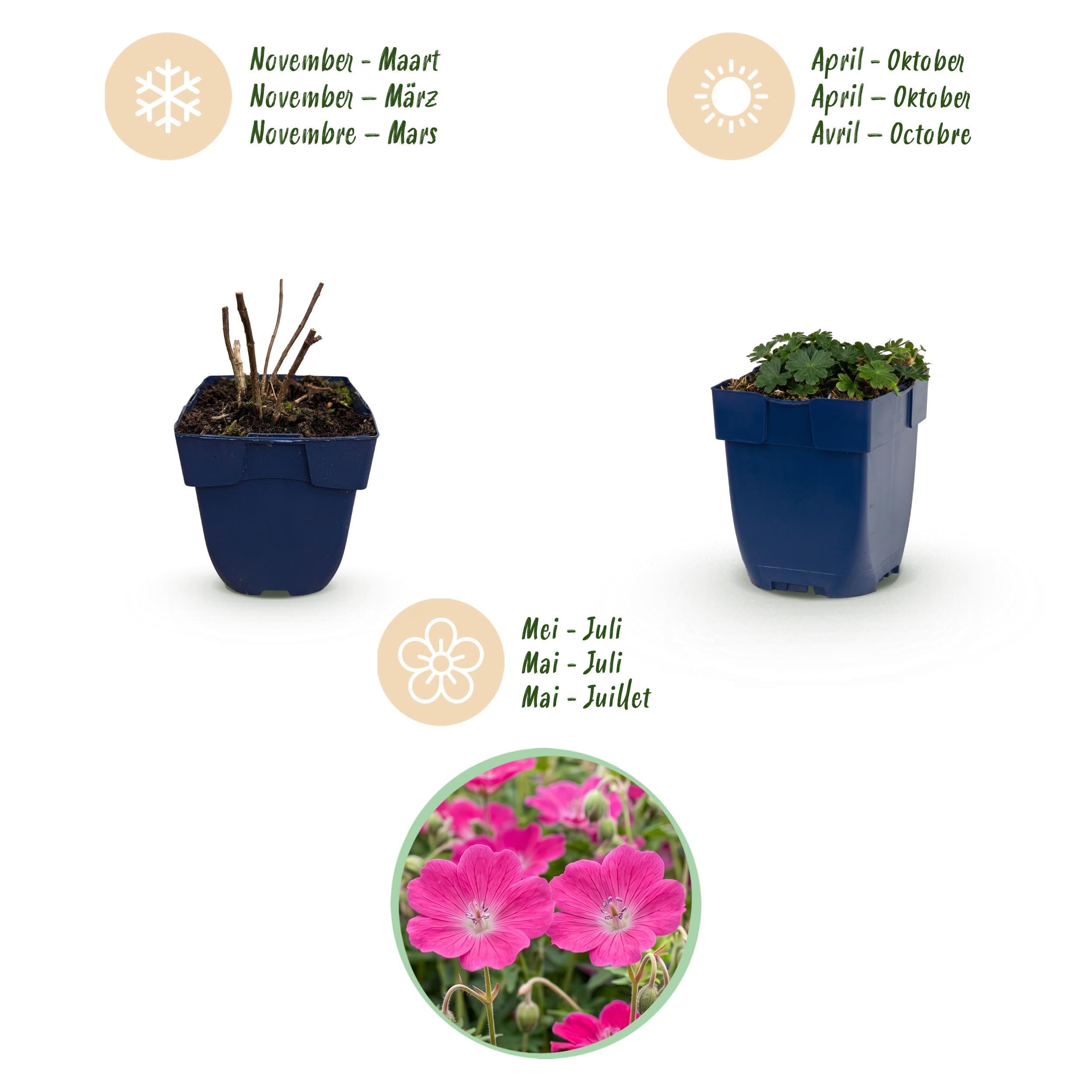 Géranium sang. Max Frei - Bec-de-grue - Couvre-sol - Rose - 12 plants - 15-25cm - Ø11cm - Plante de jardin
