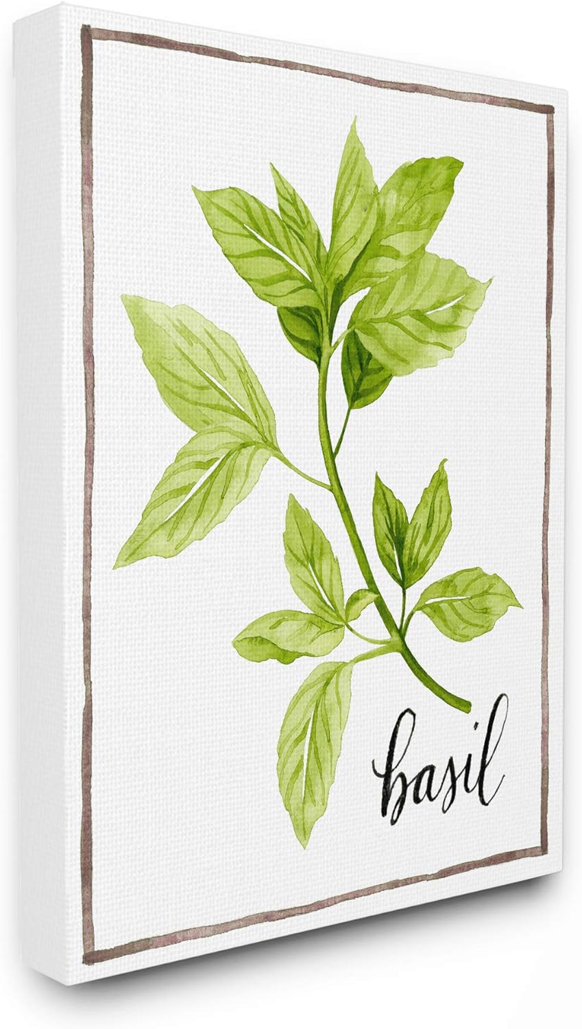 The Stupell Home Décor Collection Watercolor Herb Illustration Basil Painting with Script Stretched Canvas Wall Art, 24 x 30, Multi-Color