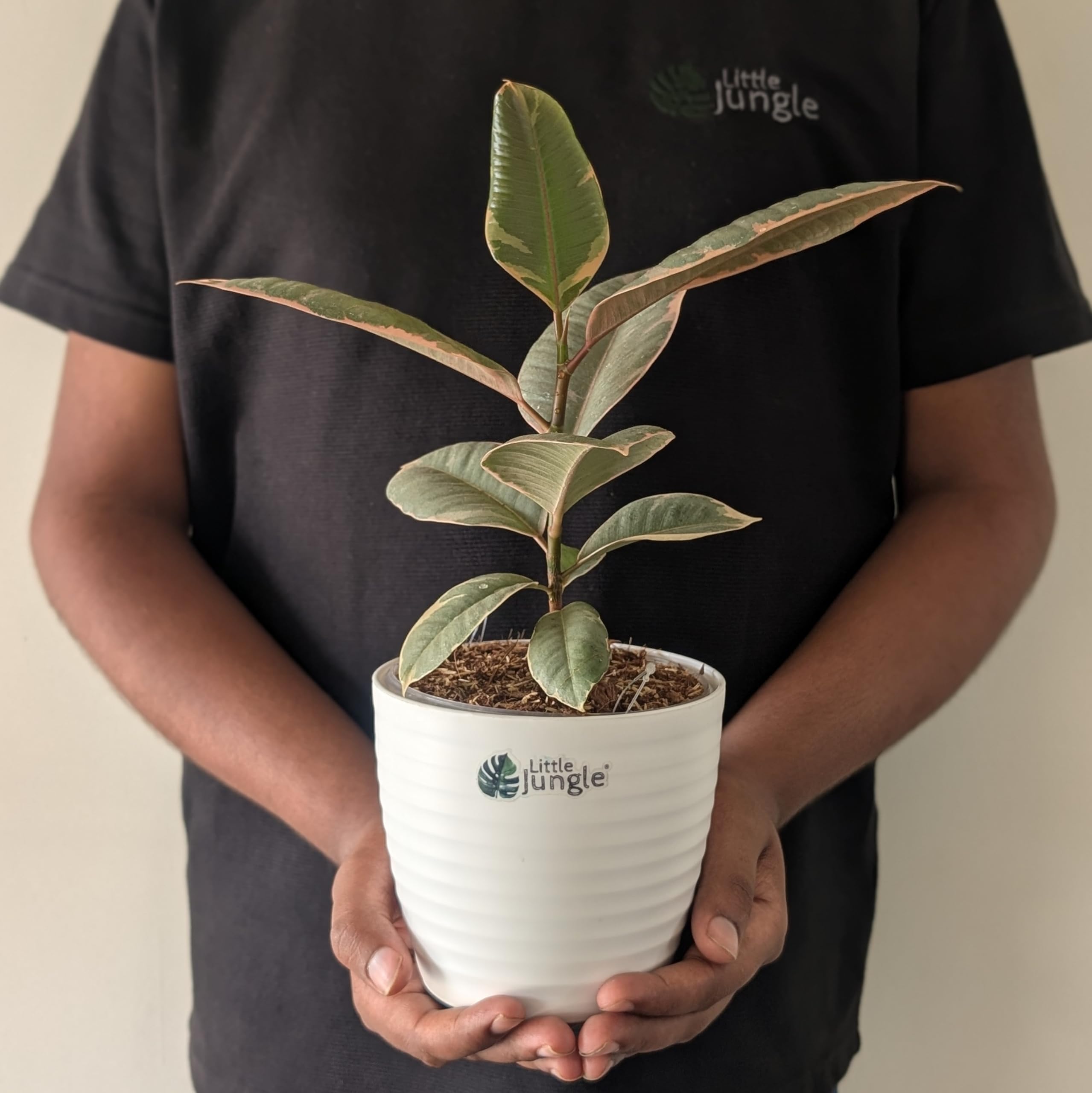 - LittleJungle Ficus Pink Variegated - Live Plant with 5.5 Inches White Decor Pot | Indoor Plants For Home | Air Purifying Plant | Live Plant With Pot For Home Decor |