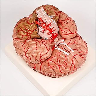 Study Model Human Brain Model - Medical Anatomical Brain Model - Anatomy Model Brain Structure Model Cerebral Artery Cerebrovascular Model - For Study Teaching Display Medical Model (Color : A) SaiFei