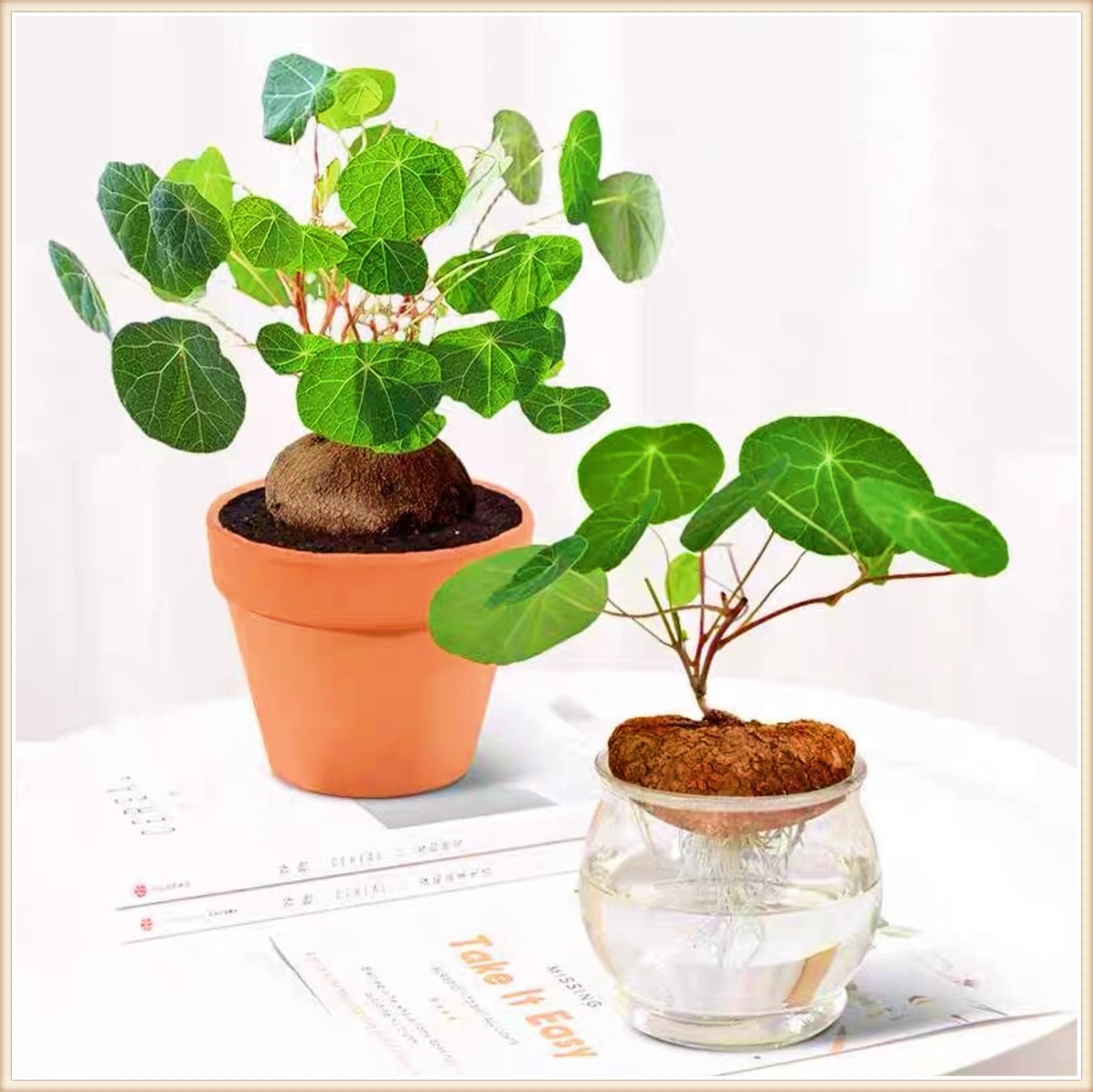 Stephania erecta Live Plant,Stephania erecta Bulb,Wedding Flowers/Potted/Plants/Rhizome/Ornamental-2bulbs-a โ image 1