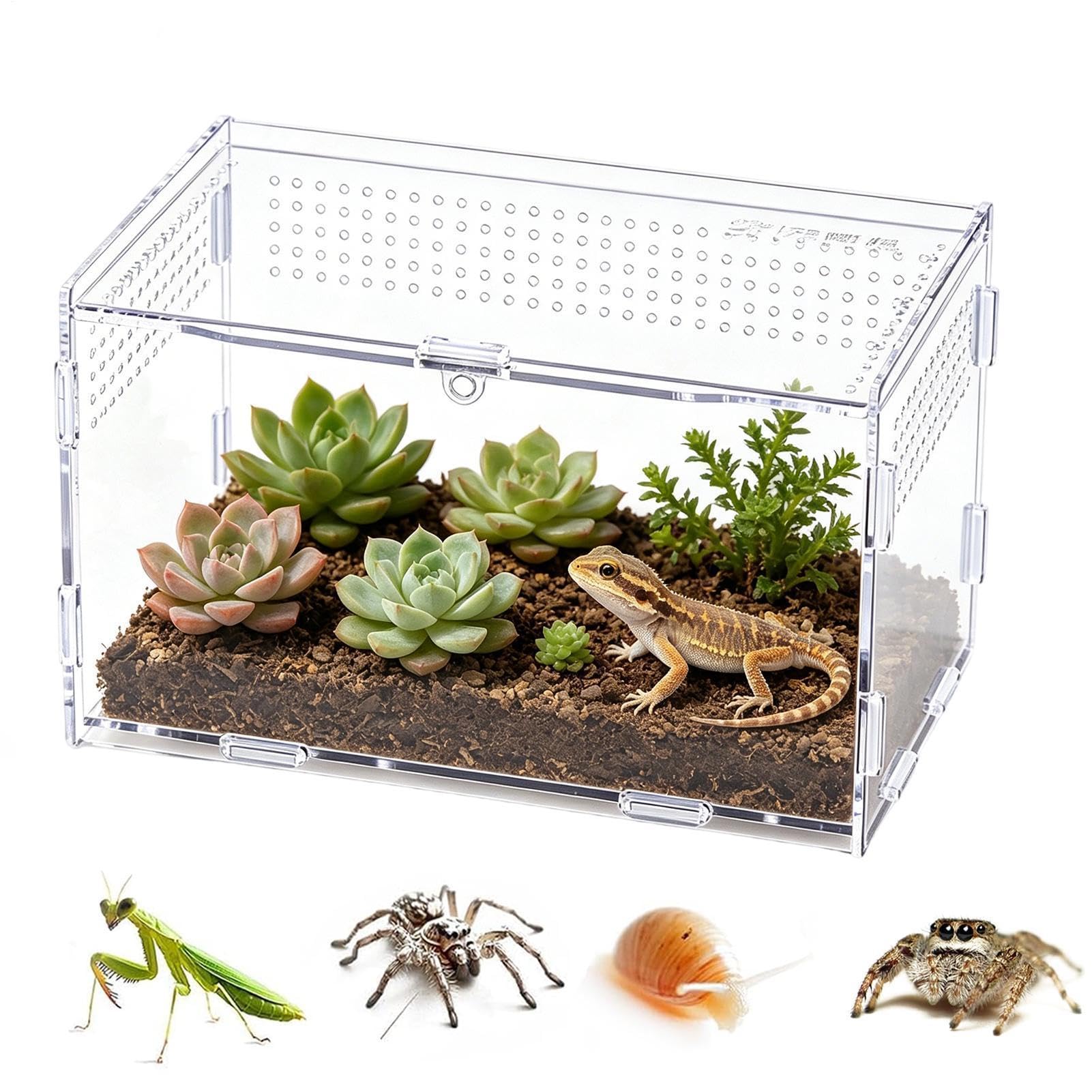 Terrarium pour reptiles et serpents idéal pour observer l'alimentation