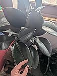 Review Image by Kindle Customer