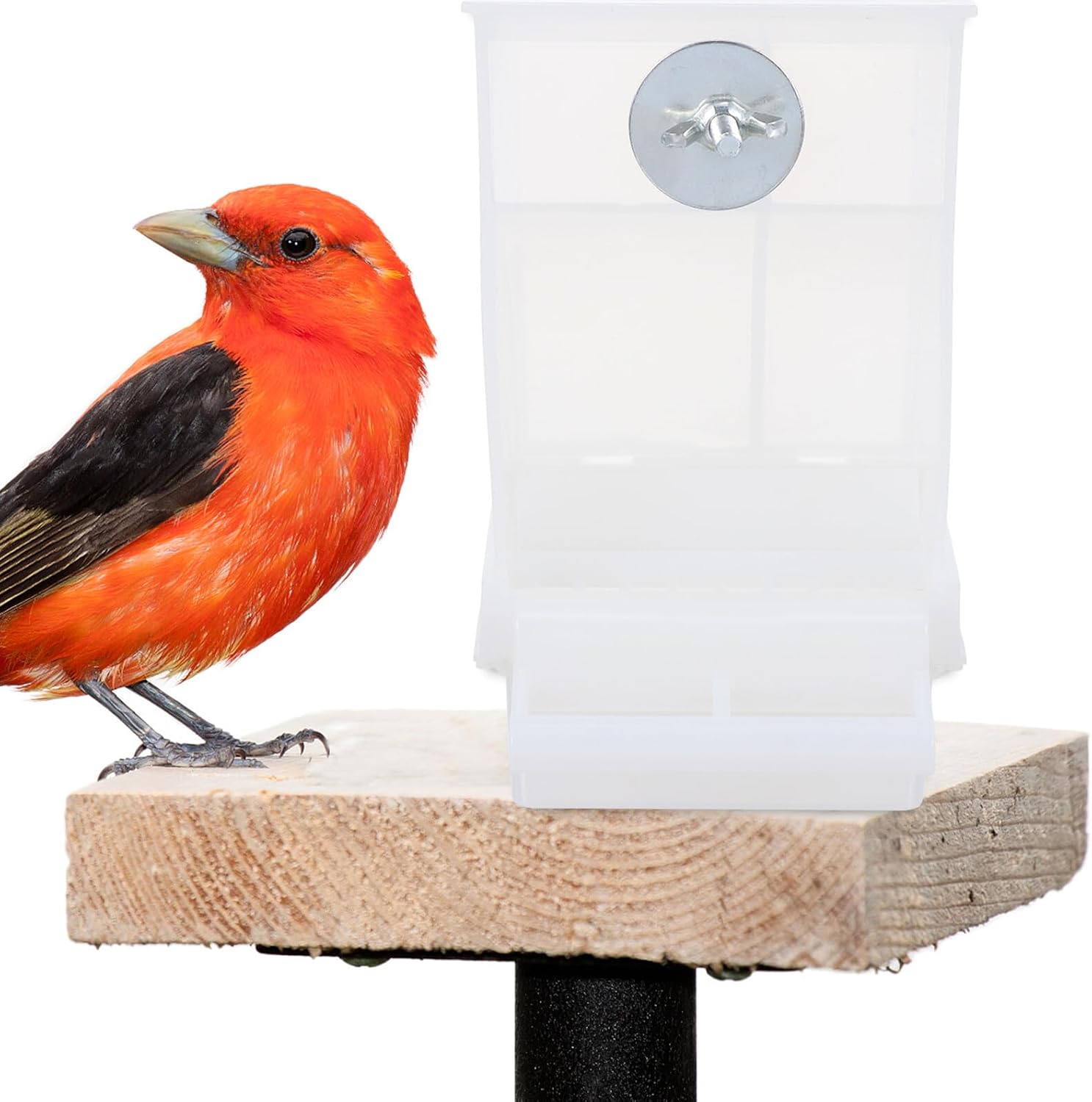 SEWACC Automatic Bird Feeder 2pcs Spill-Proof Parakeet Seed Dispenser 270g Capacity Bird Feeding Tool for Parrots and Cockatiels Cage Accessories image 4