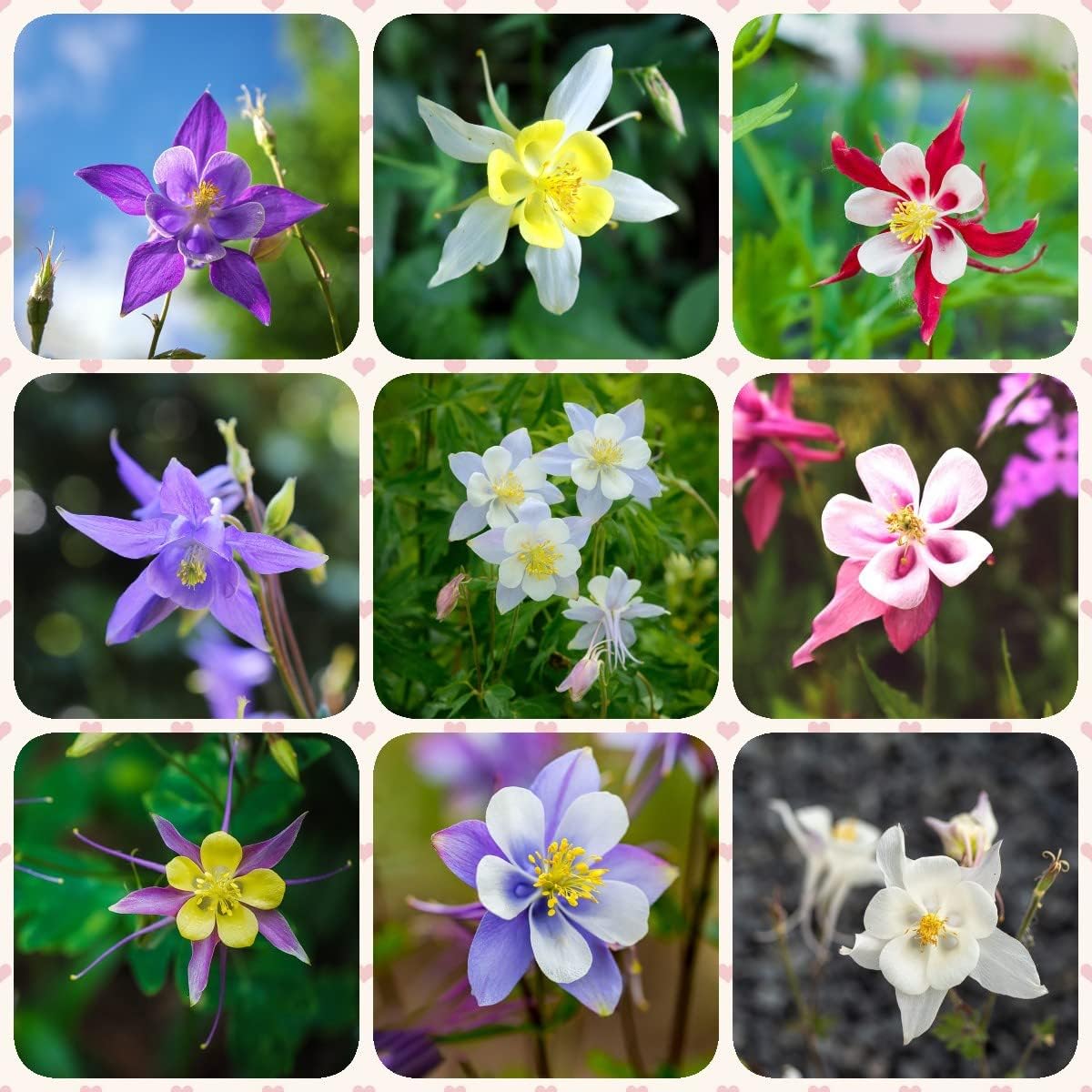 Akelei Samen Winterhart Blumensamen Gastgeschenk MehrjäHrig Winterhart