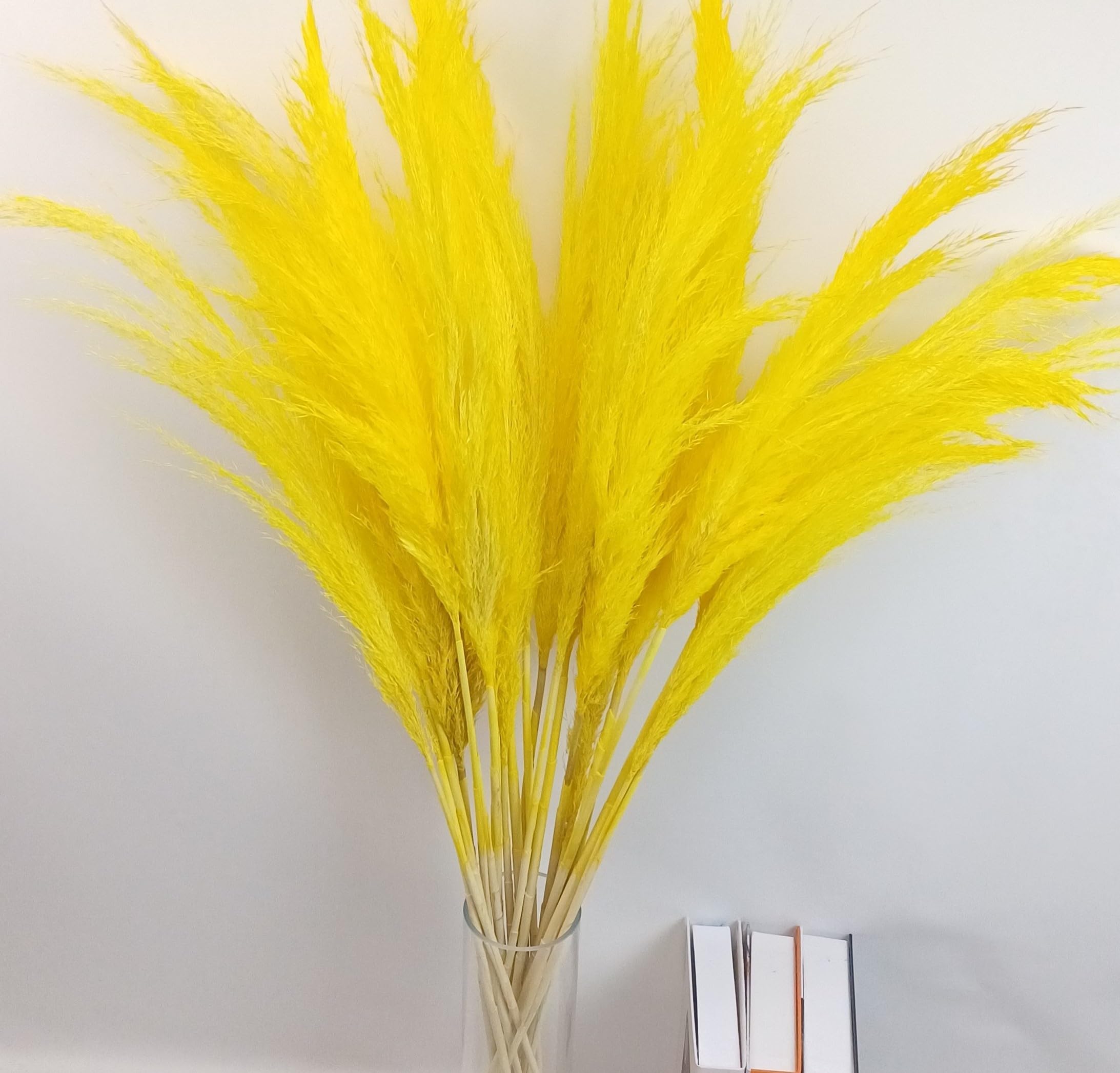 Yellow Pampas Grass, 20 Stems, 40 Inches, Dried Flowers, Natural Dried