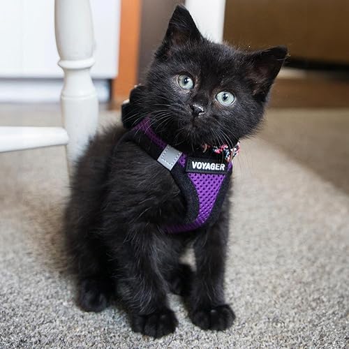 Miniatura 8 de Best Pet Supplies Voyager Step-in Air - Arnés de malla reflectante e impermeable para perro y correa de 5pies con asa de neopreno, para perros