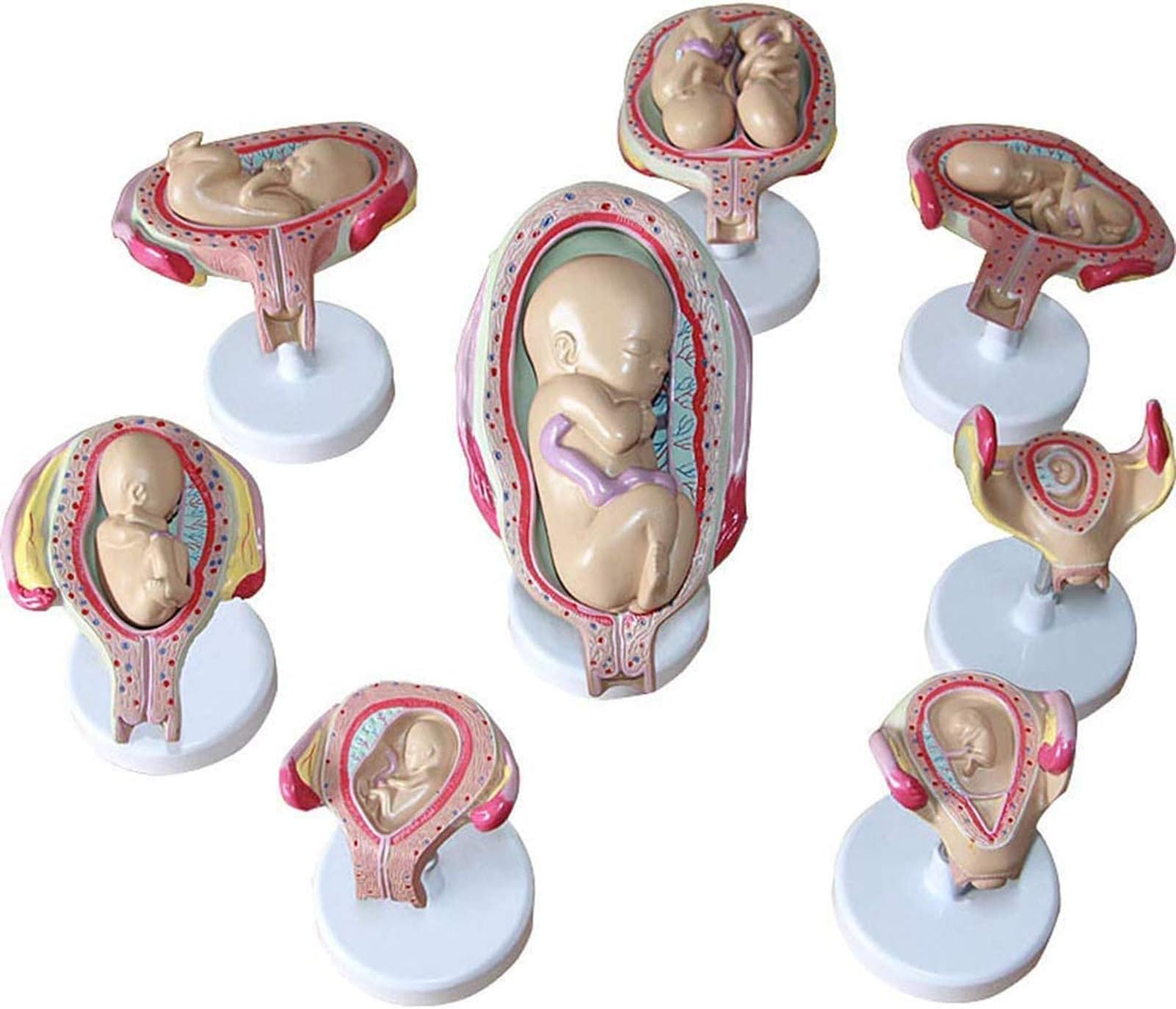 GKPLY Embryonic/Fetal Development Model, Fetal Development Process Model,Anatomical Set of 8 Fetus Models Human Fetal for Medical Teaching Model.