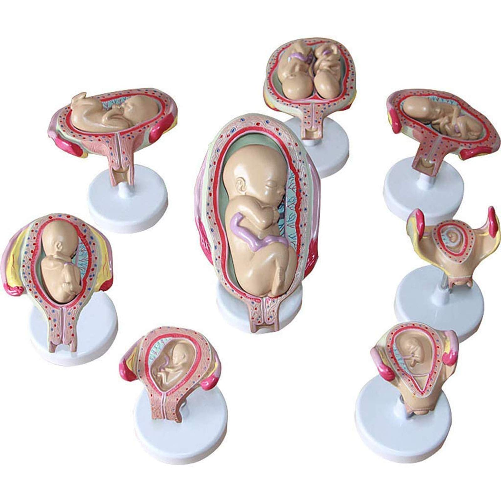 GKPLY Embryonic/Fetal Development Model, Fetal Development Process Model,Anatomical Set of 8 Fetus Models Human Fetal for Medical Teaching Model.