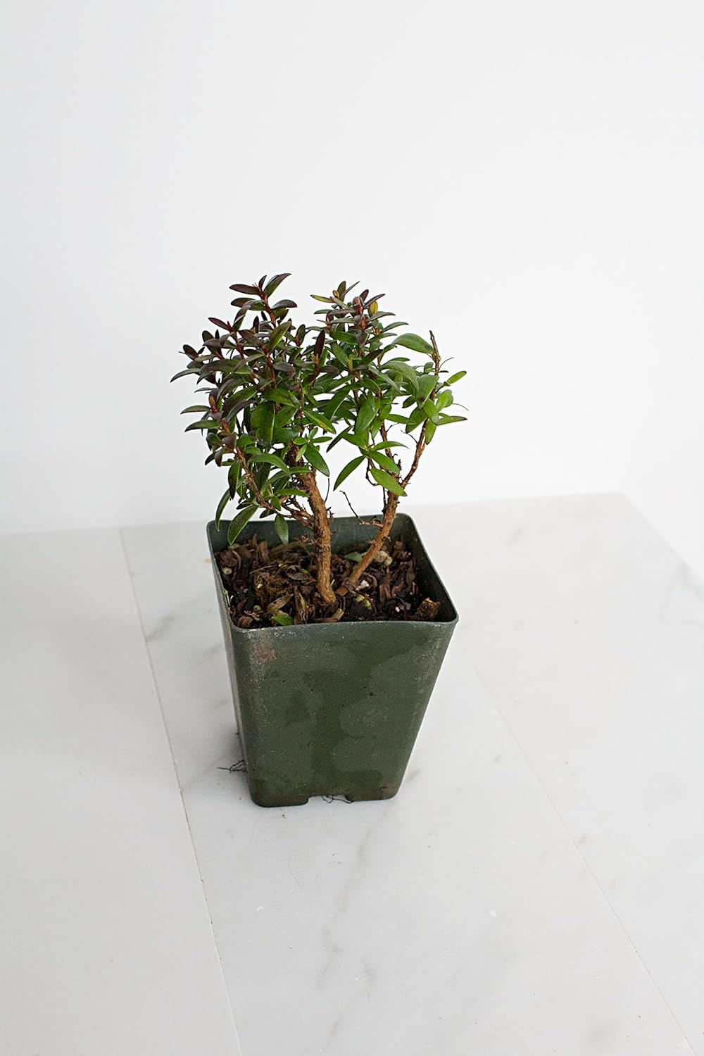 Bonsai Starter Tree Plant Gift Myrtle Compact 2 inch Pot Evergreen Zen Mini Garden