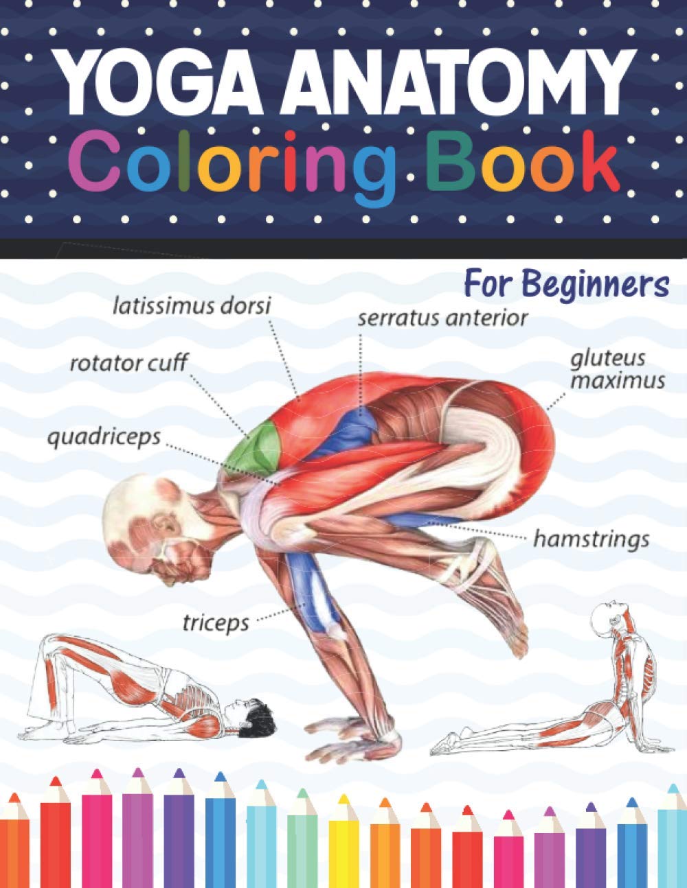 Buy Yoga Anatomy Coloring Book For Beginners Learn the Anatomy and