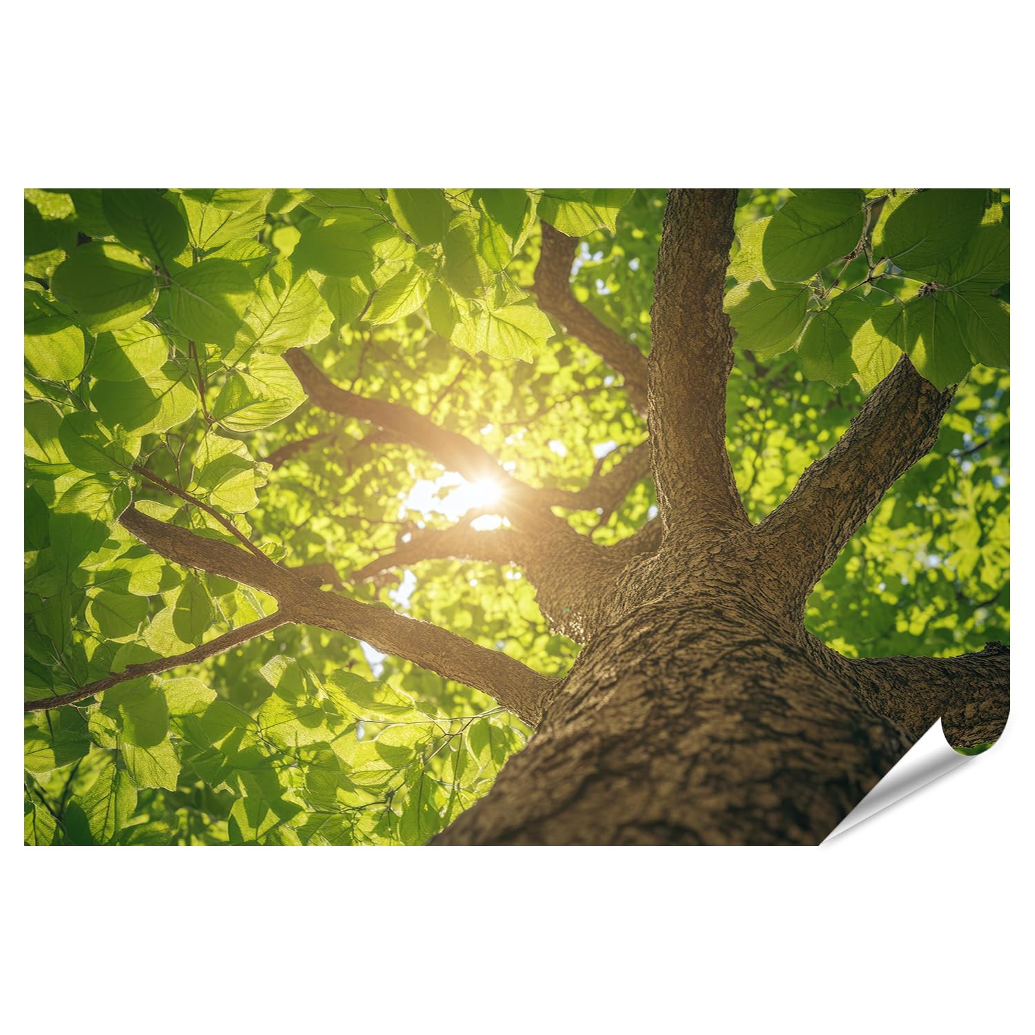 islandburner Prime XXL - Poster a forma di sole penetra foglie di un albero di grandi dimensioni