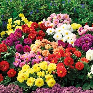 40+ Seeds Double Dahlia - Flower Mix