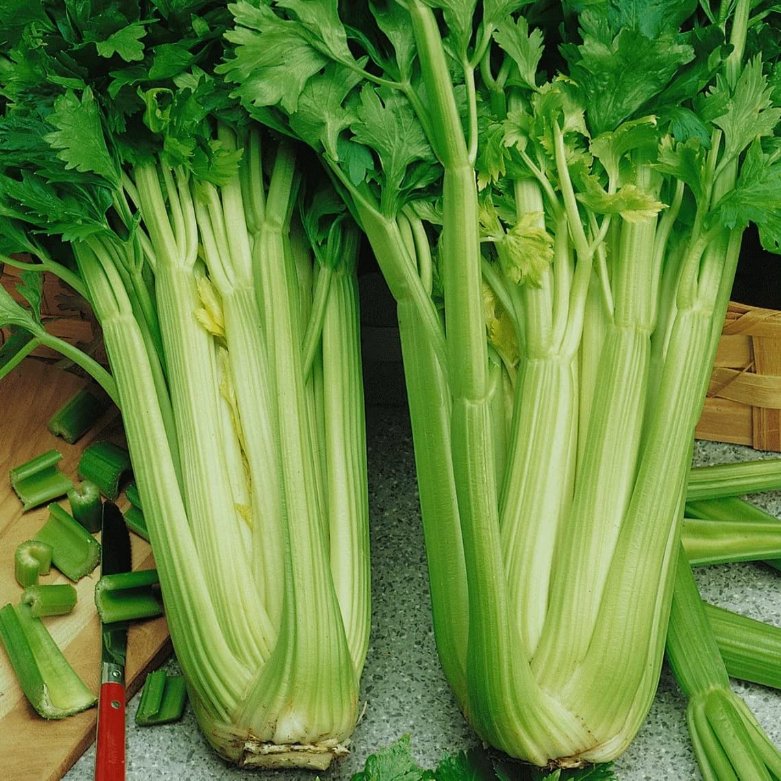 Celery Seeds ,Organic,non gmo, Vegetable Plant-X57NK-100Seeds (B0BV7NQWBS) Amazon Price History, Amazon Price Tracker