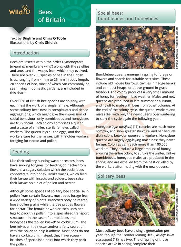 Field Studies CouncilBees of Britain: Science Resource Booklet for Teachers (WildID)