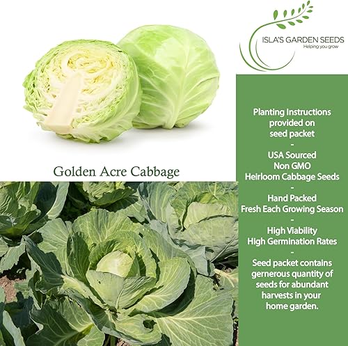Miniatura 2 de Semillas de col Golden Acre (Brassica oleracea) – Más de 1000 semillas de reliquia sin OMG de Isla's Garden Seeds, maduración temprana y cabezas