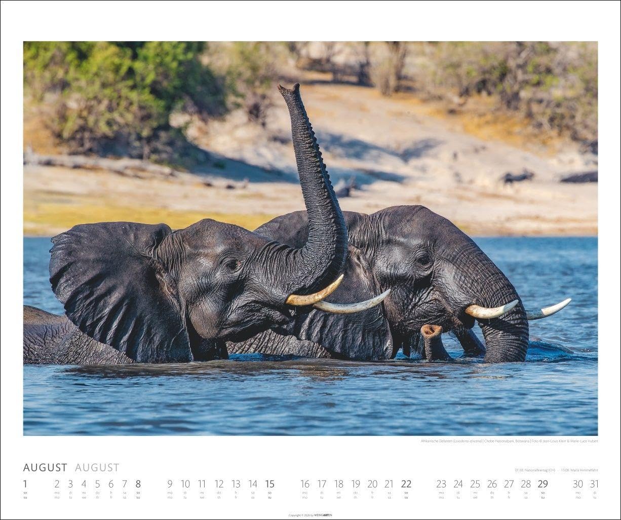 Elefanten Kalender 2027: Die sanften Riesen Afrikas, porträtiert in einem großen Wand-Kalender. Hochwertiger Fotokalender voll beeindruckender Aufnahmen. 55 x 46 cm Querformat