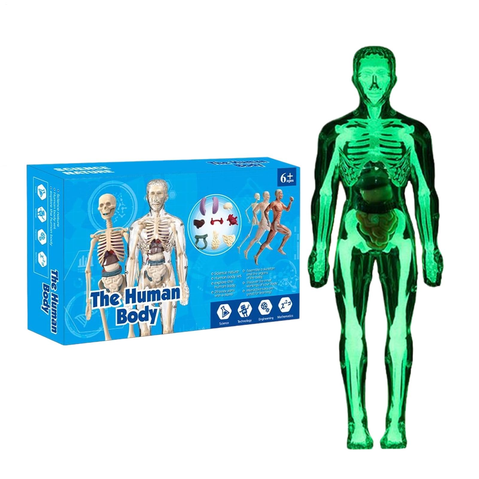 Zabawki anatomiczne dla - Naukowy model ludzkiego ciała, interaktywna figurka szkieletu do nauki w domu