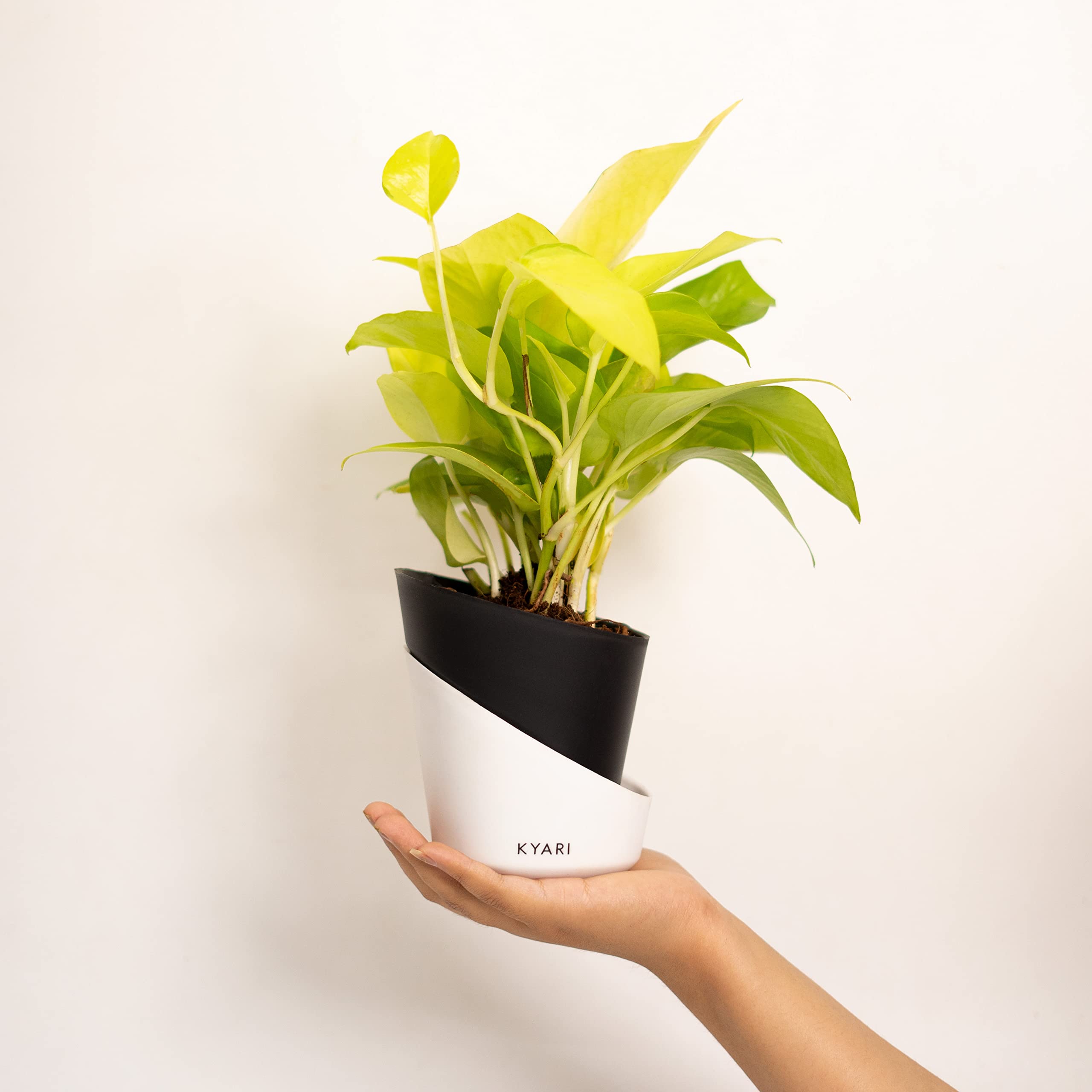 KYARI Golden Money Indoor Plants for Living Room | Live Plants | Plants with Matte Black Self Watering Pot for Home | Air purifier plants | Plants for Home Decor | Plants for Garden & bedroom