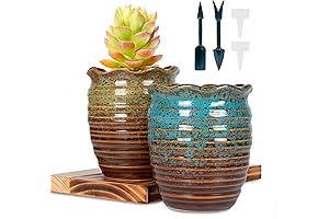 4.5 Inch Tall Succulent Pots with Drainage
