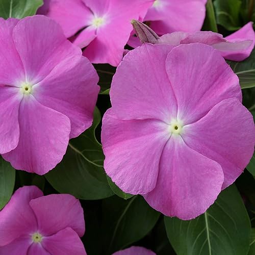 Outsidepride Vinca Bígaro Cora XDR Orchid Eye Garden Flor, cubierta del suelo y plantas en contenedores - 50 semillas