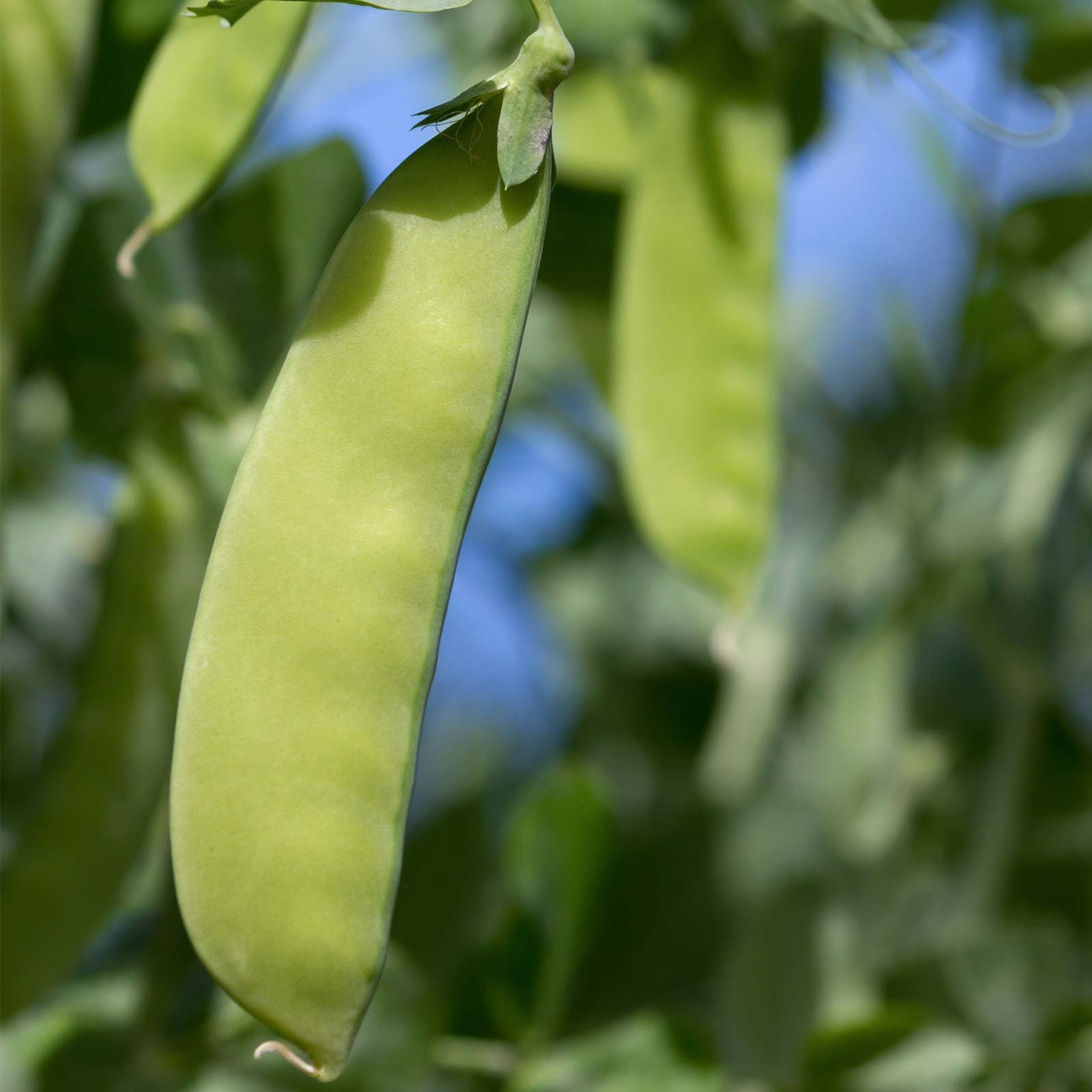 Mountain Valley Seed Co Oregon Giant Snow Pea Garden Seed 1 Lbs 1,800 Seeds