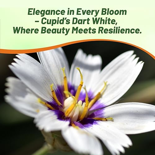Miniatura 7 de Outsidepride Cupids Dart White Garden Cut Semillas de flores utilizadas en arreglos florales secos, 500 semillas