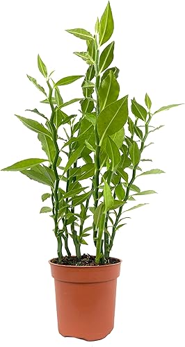 Devils Backbone - Planta viva en una maceta de 4 pulgadas - Pedilanthus Tithymaloides - Rara suculenta de cactus de Florida