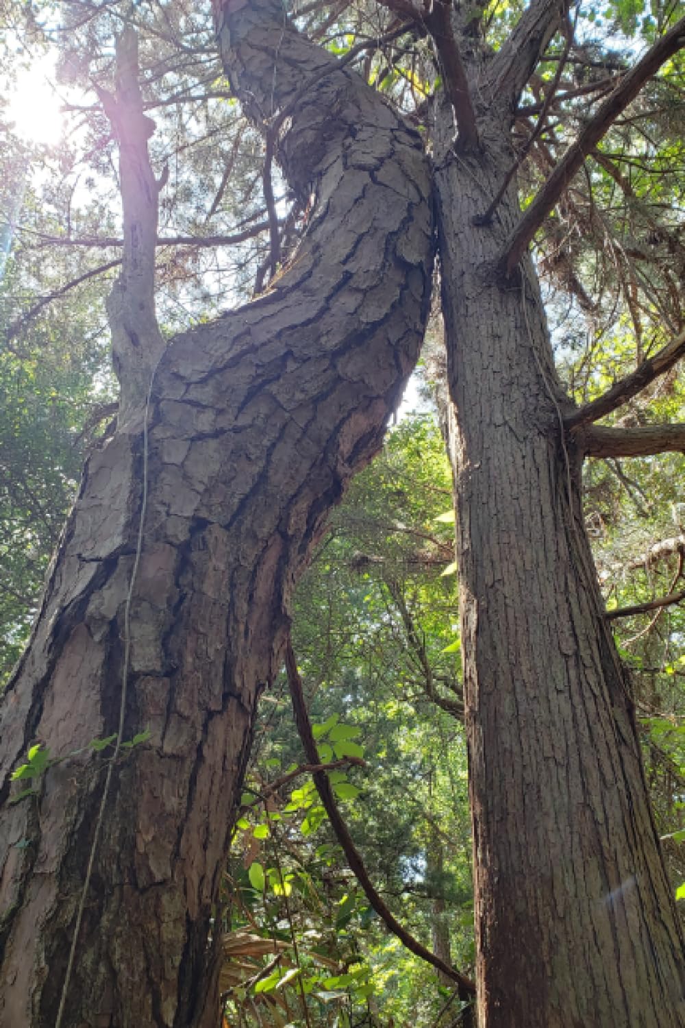 Loblolly Pine and Juniper Friends