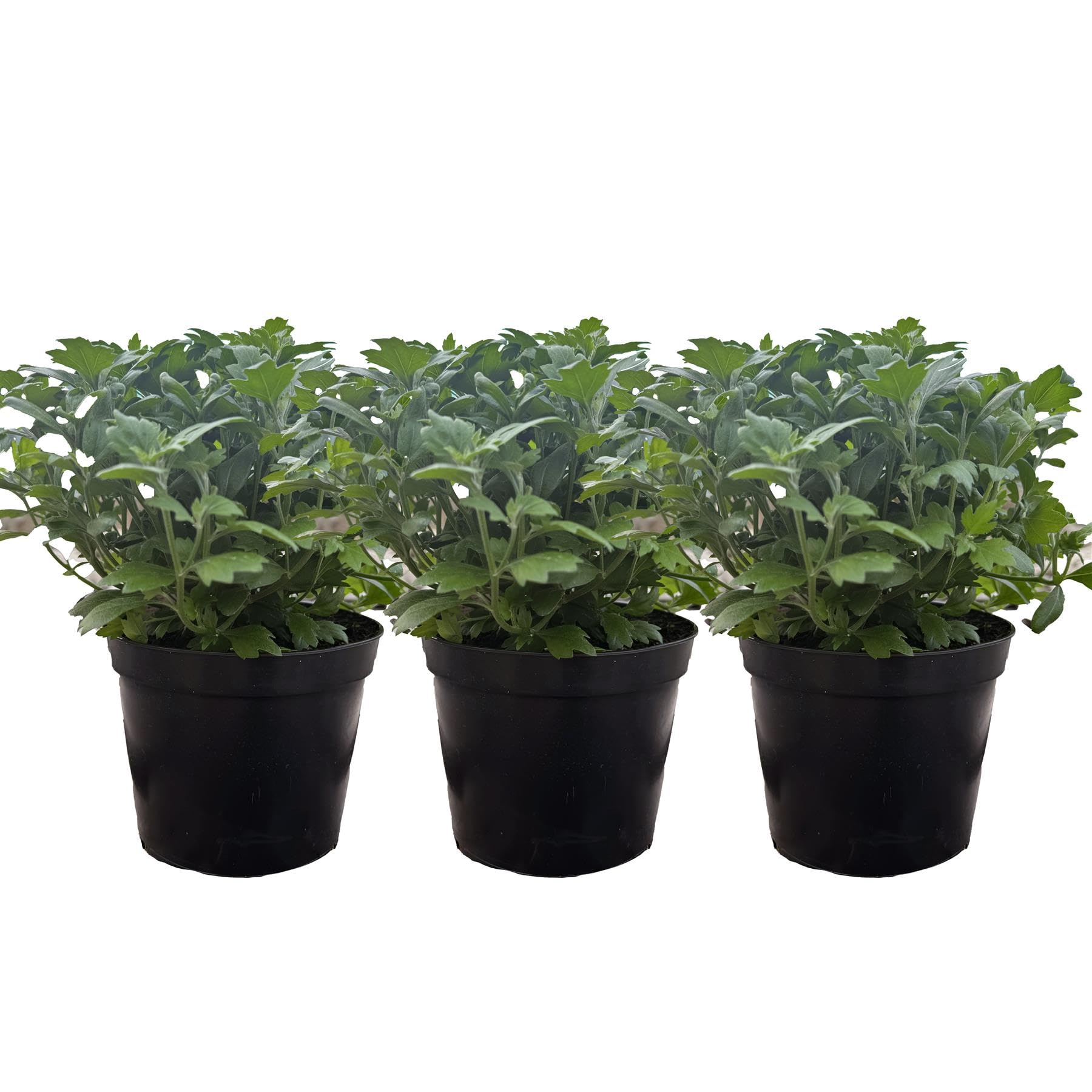 Perfect Plants - Chrysanthemum Plants - Stunning Mixed Flowers - Outdoor Garden Ready in 17cm Pots - Perennial All Year Round - Garden Mums