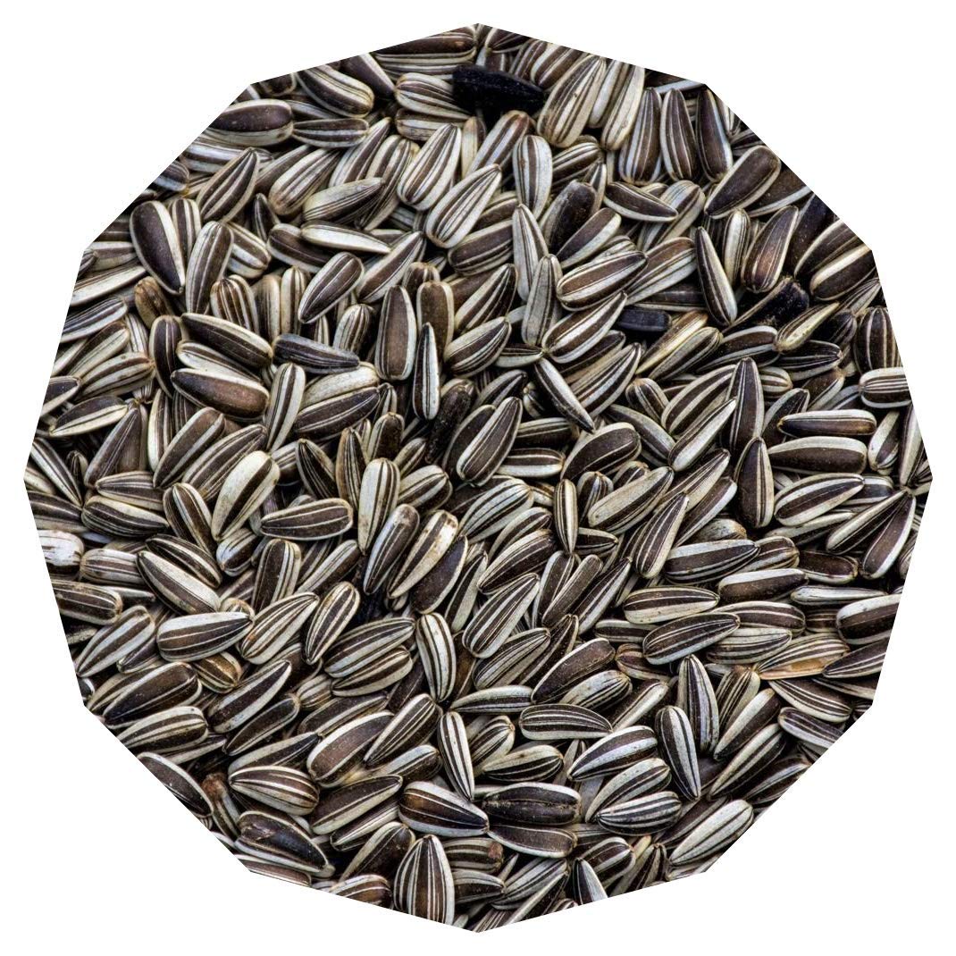 See full amazon price history chart for Ps Reseller Primium Small Size Strip Sunflower Seeds (900 Grams) Ps Reseller Primium Small Size Strip Sunflower Seeds (900 Grams) (B08DL7RP18) Amazon Price History, Amazon Price Tracker