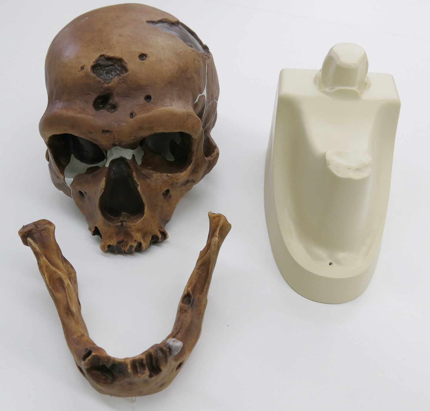 Amazon | ネアンデルタール人の頭骨骨を忠実に再現した模型