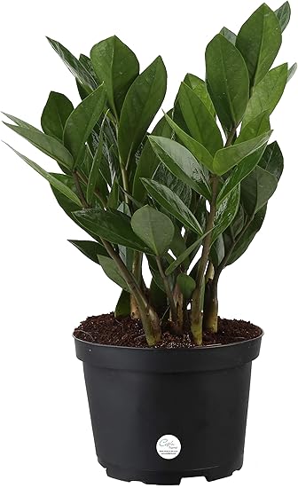 zz plant