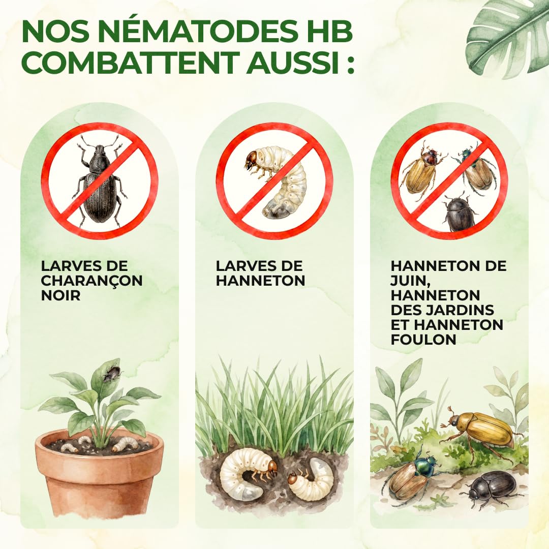 GREEN GUARDIA Power HB Nématodes contre le charançon et les vers fil-de-fer - 25 millions (50 m²) - Lutte antiparasitaire biologique, respectueux de l'environnement, sans produits chimiques. Facile à