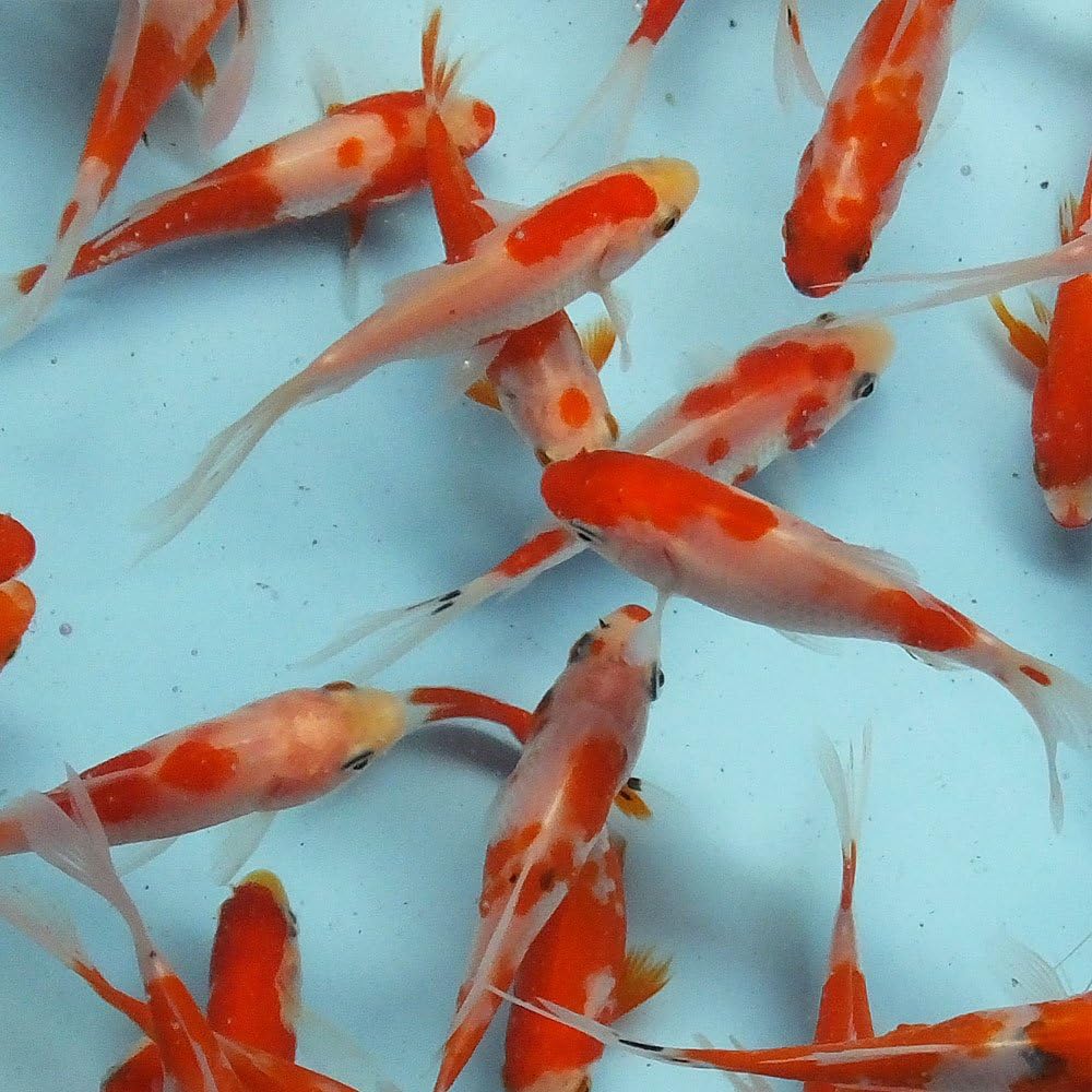 更紗コメット 1匹 M 約7cm前後 Emuwai Cafe Du Jardin Com