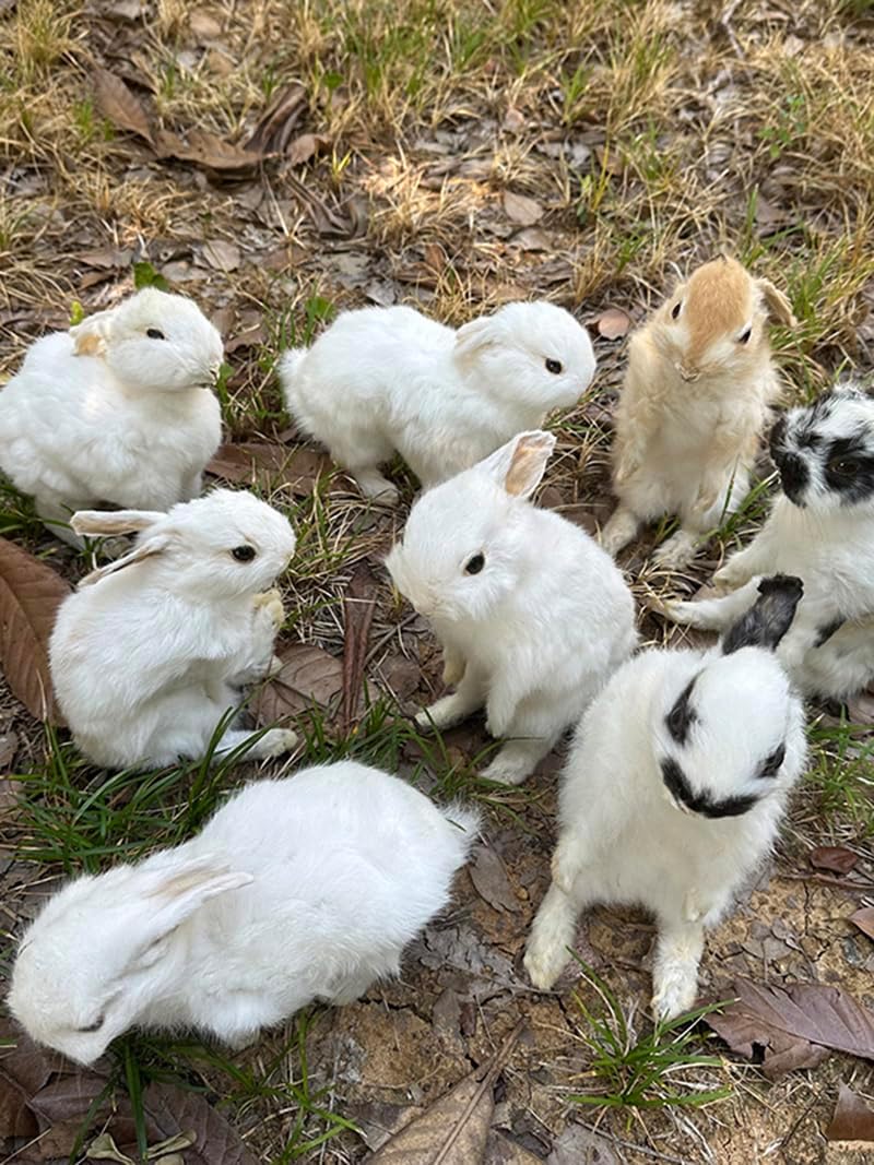 Taxidermy Stuffing Rabbit,Bunny Fur Specimen Teaching/Decoration 1pcs Random