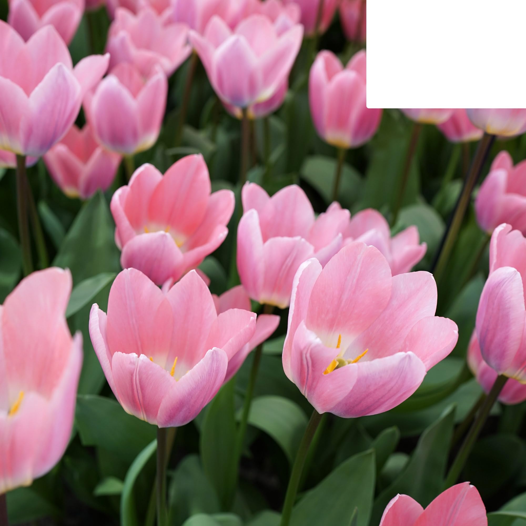 Bulbos de tulipán 'Light and Dreamy' | 20 Piezas | En bonitos colores pastel - 30-50cm - Ø5cm - bulbo de flor - Planta de jardín
