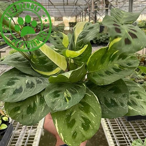 Miniatura 2 de Maranta - Planta viva de belleza abigarrada Kim para interiores | Diferentes plantas de interior en maceta de 4 y 6 pulgadas | Decoración de plantas