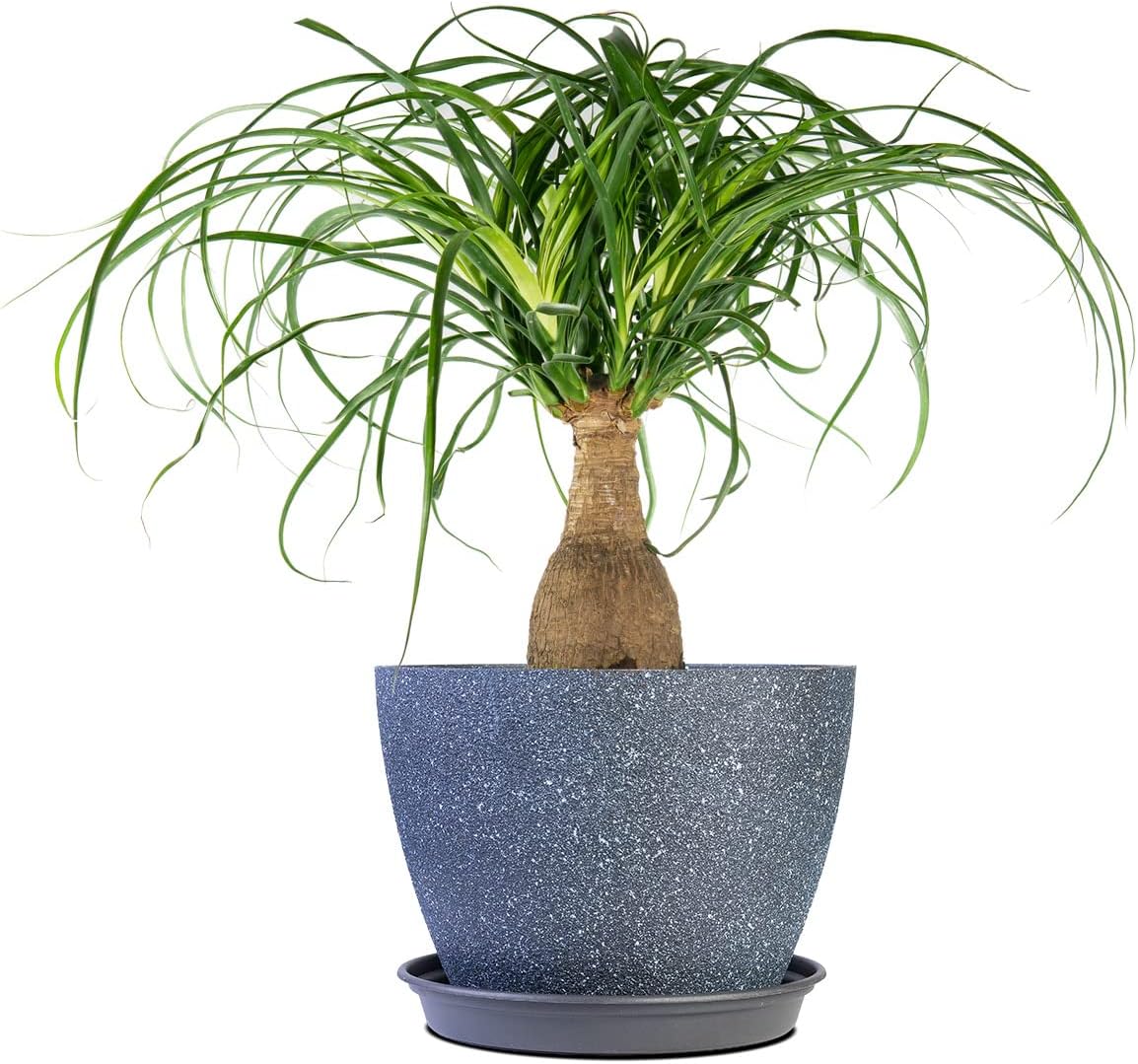 Perfect Plants Ponytail Palm | Beaucarnea Recurvata | 10in Tall | Easy Care Houseplant | Perfect for Bright Light Conditions, 6 in Grower's Pot, | Air Purifying