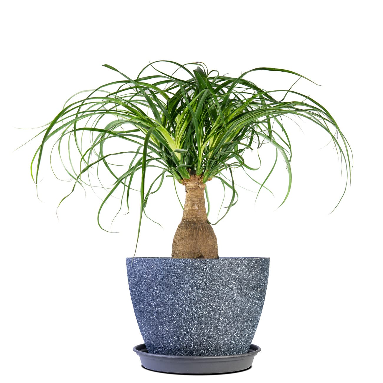 Perfect Plants Ponytail Palm
