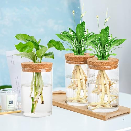 Miniatura 5 de Lawei 3 estaciones de propagación de terrarios de plantas, jarrón de vidrio de mesa para plantar agua con bandeja de madera, recipientes