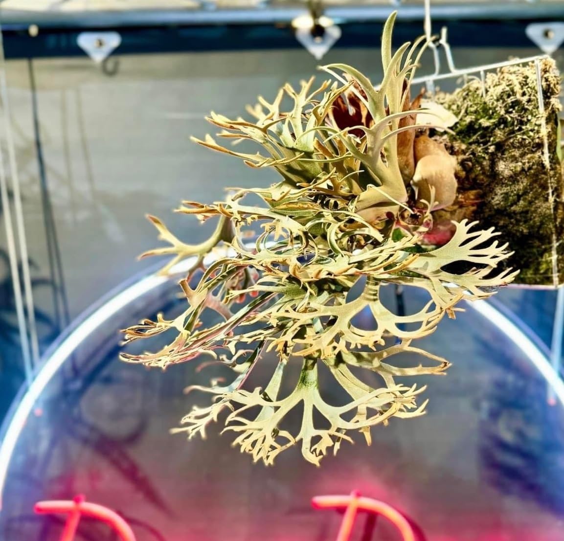 専用　キムチチゲ様ご確認用　 ウィリンキーゴールデンボーイ Amazon.co.jp: Kintoto P.willinckii 'Golden boy' spored2