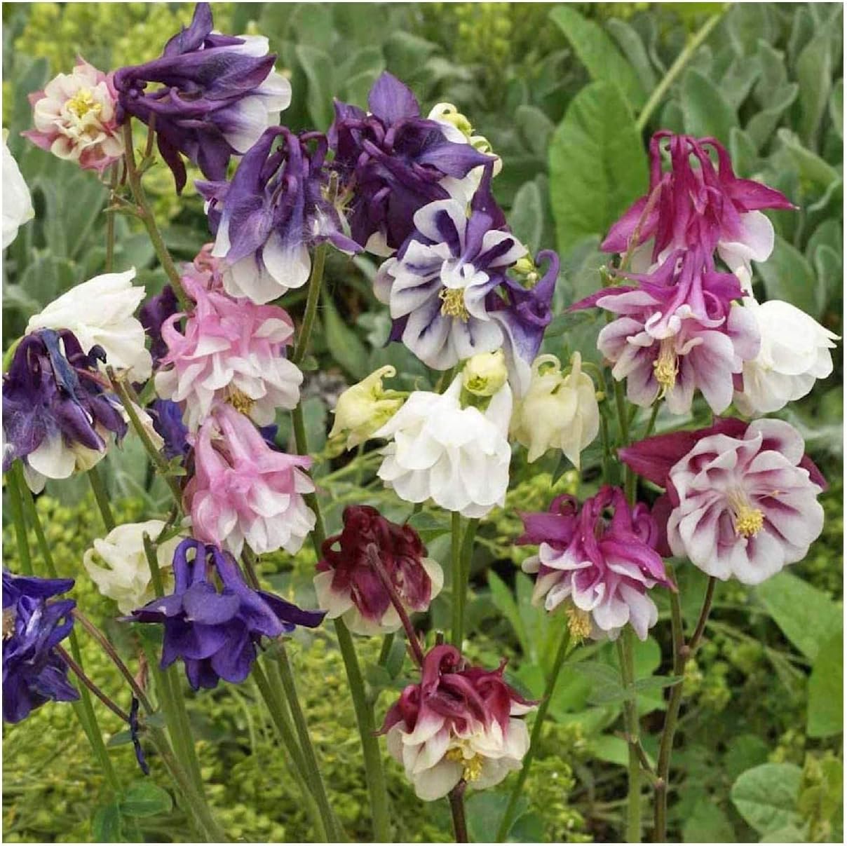 Everwilde Farms - 1/4 Lb Dwarf Columbine Wildflower Seeds - Gold Vault