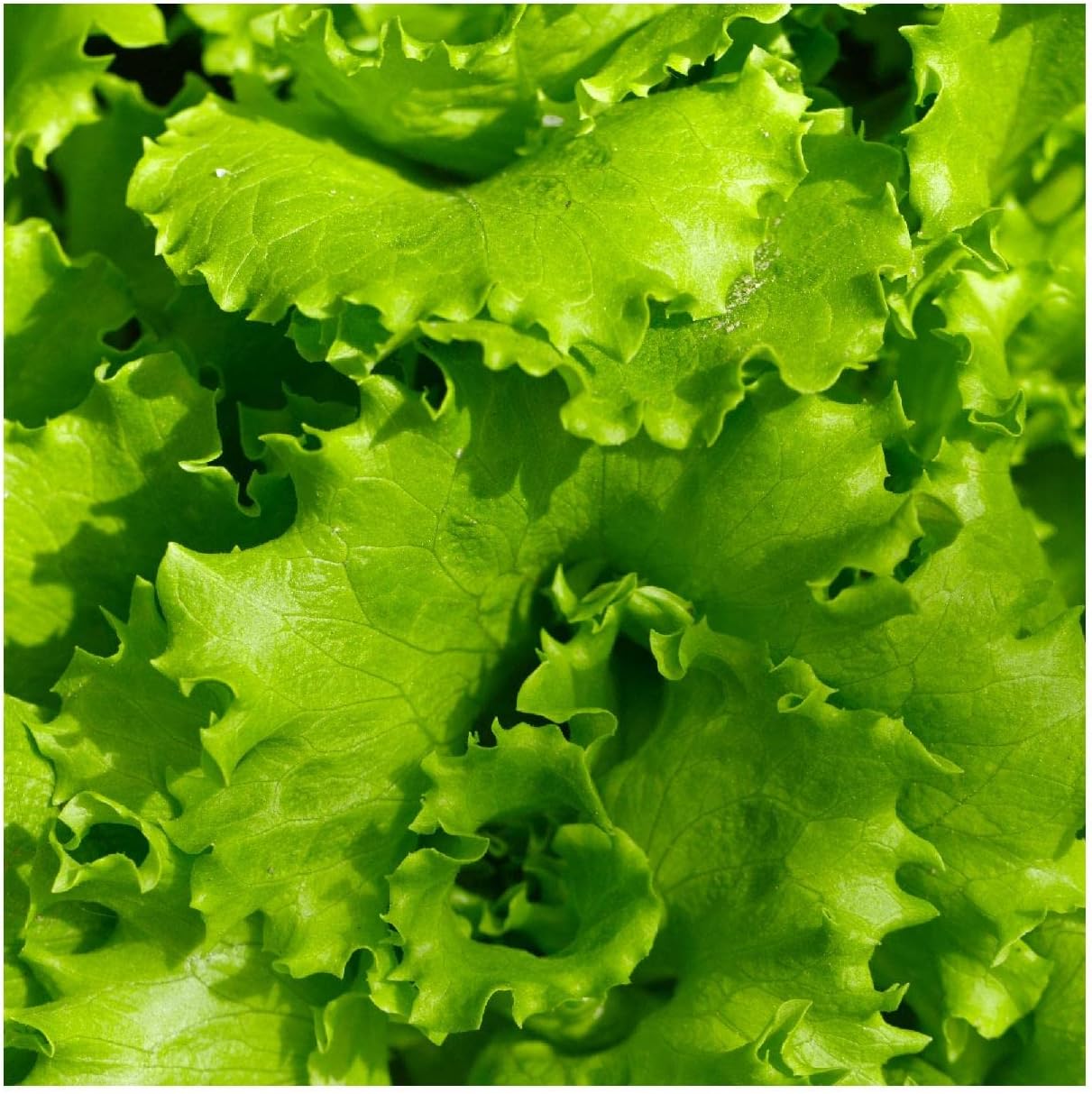 Everwilde Farms - 1/4 Lb Organic Arianna Butterhead Lettuce Seeds - Gold Vault