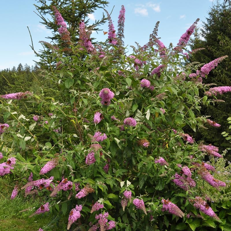 Pink Butterfly Bush, Butterfly Bush Live Plant, Outdoor Garden, 4 to 8 Inch Tall, Fragrant Buddleia Flowers