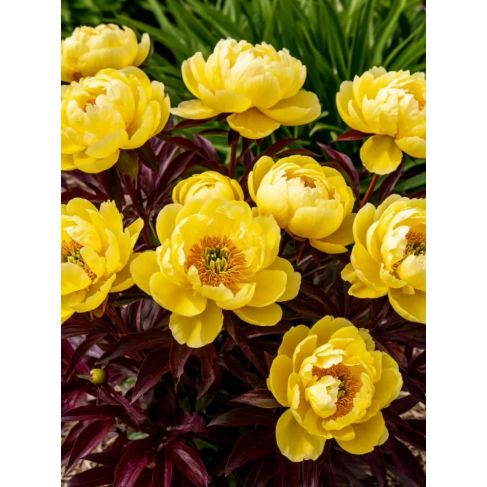 Potted Peony Plants for Sale UK,Feels Beautiful,Peony Mix,Good for Containers,Golden Jade Carving-4 Bulbs-Color-E